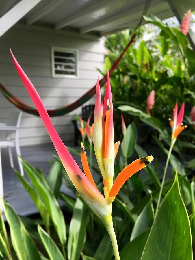 Un Bungalow Dans Mon Jardin Fleuri Villa Baie-Mahault Holiday home