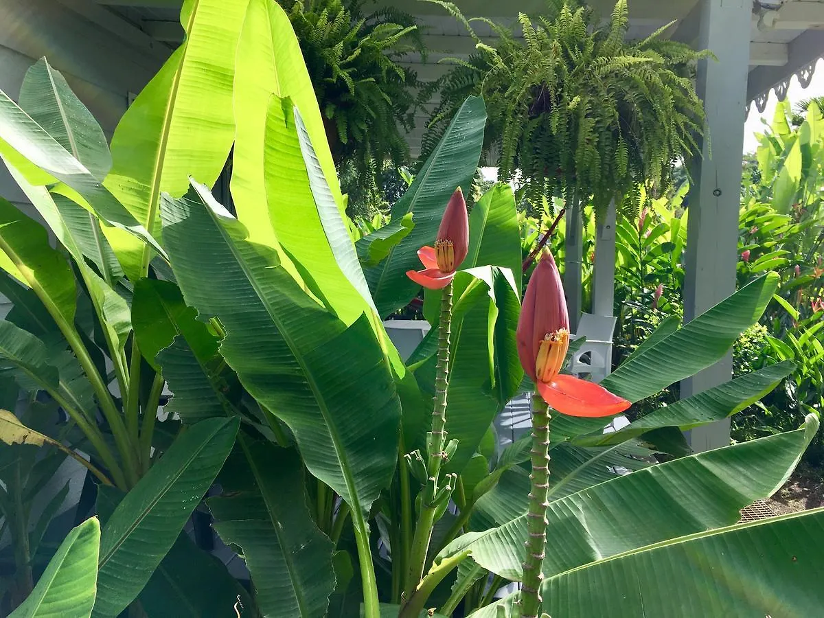 Un Bungalow Dans Mon Jardin Fleuri Villa Baie-Mahault Guadeloupe